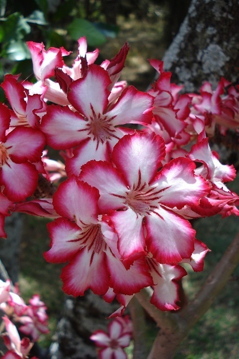 Adenium multiflorum photo 5