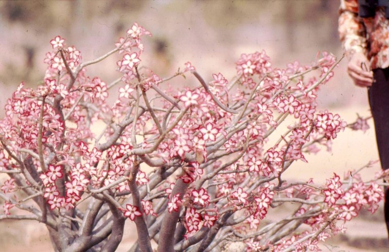 Adenium multiflorum photo 6