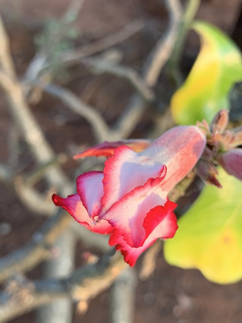 Adenium multiflorum photo 7