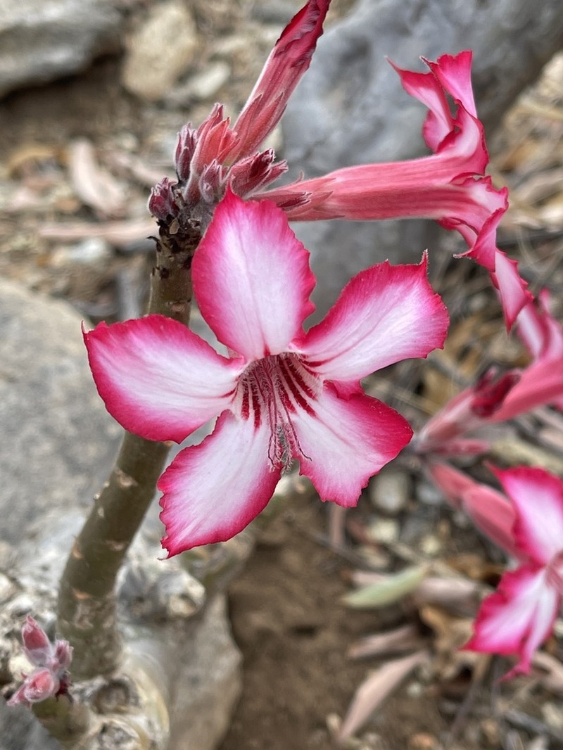 Adenium multiflorum photo 8
