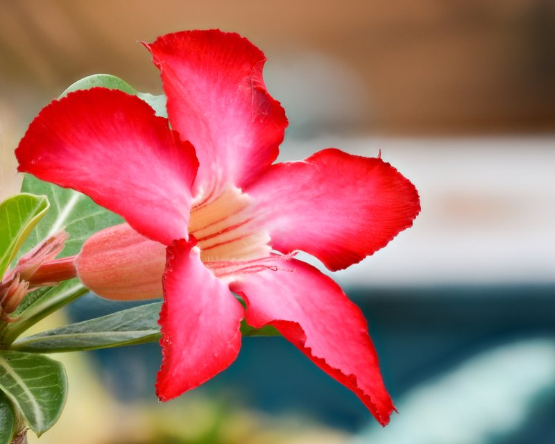 Desert-Rose