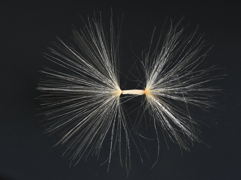 Desert-Rose photo 3