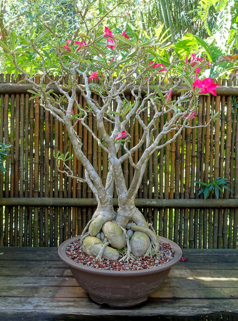 Desert-Rose photo 4