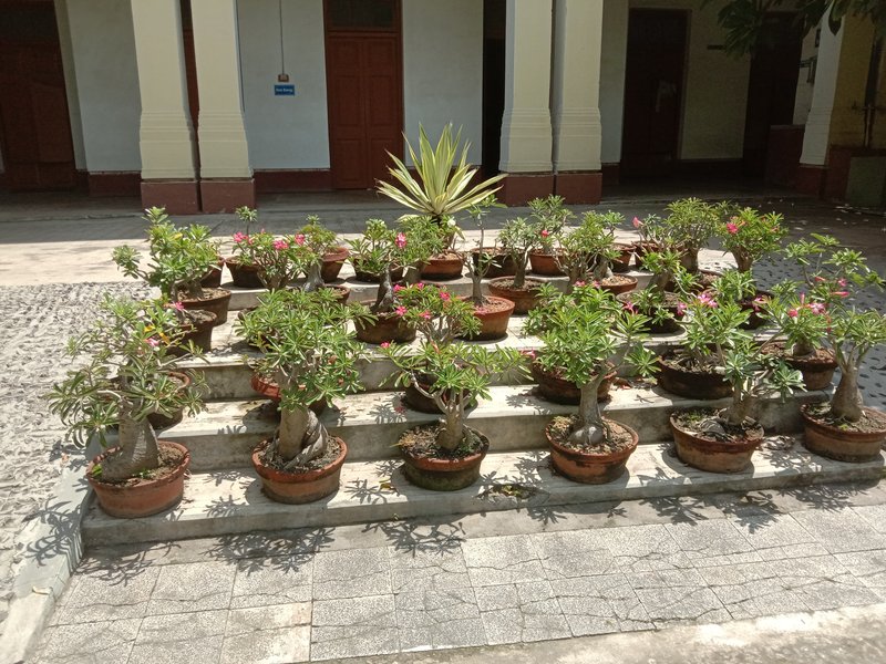 Desert-Rose photo 5