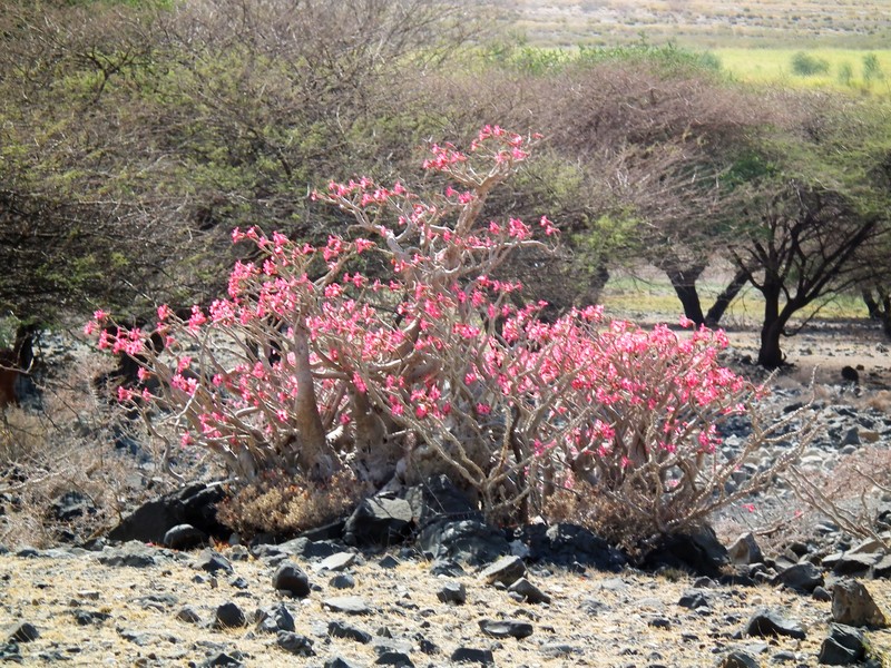 Desert-Rose photo 7