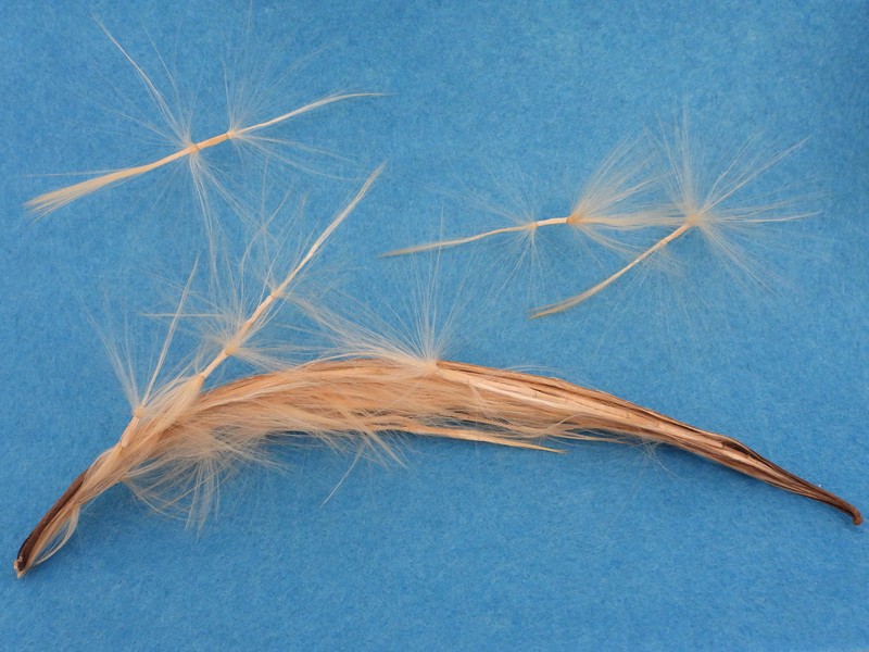 Desert-Rose photo 8