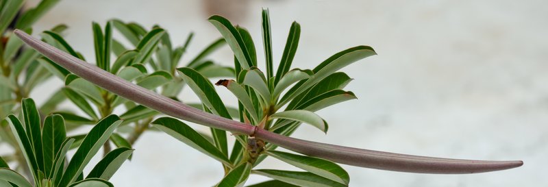 Desert-Rose photo 2