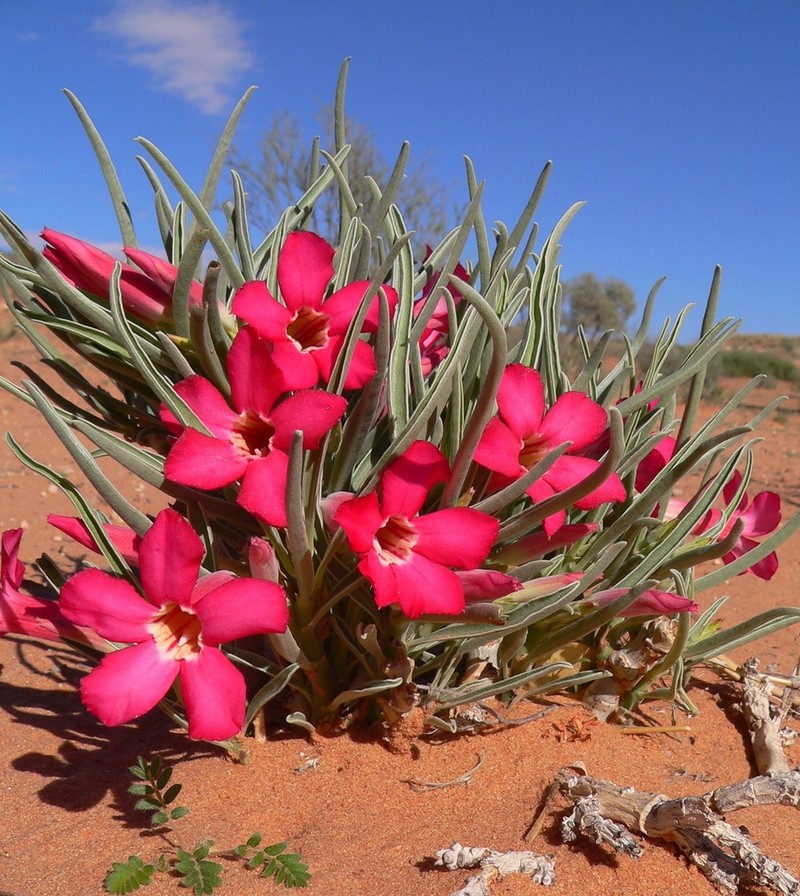 Adenium oleifolium photo 2
