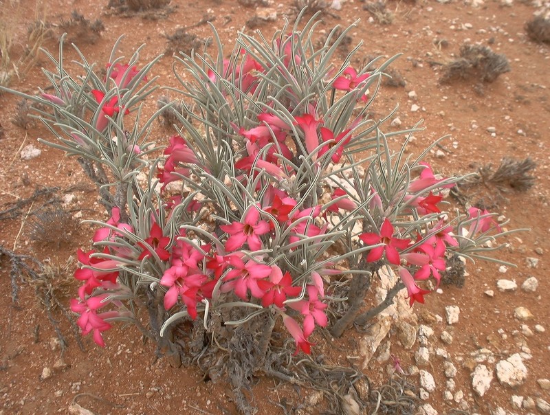 Adenium oleifolium photo 3