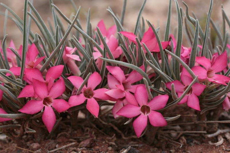 Adenium oleifolium photo 4