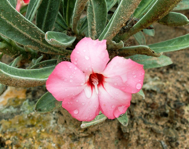 Adenium oleifolium photo 5