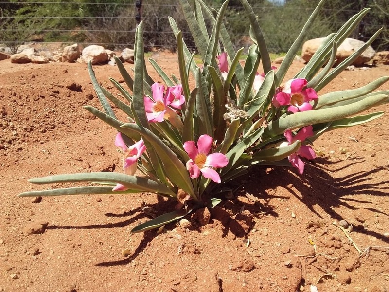 Adenium oleifolium photo 6