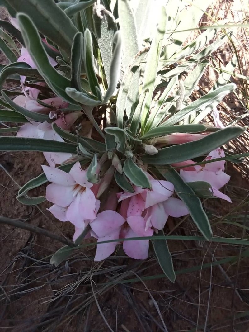 Adenium oleifolium photo 7