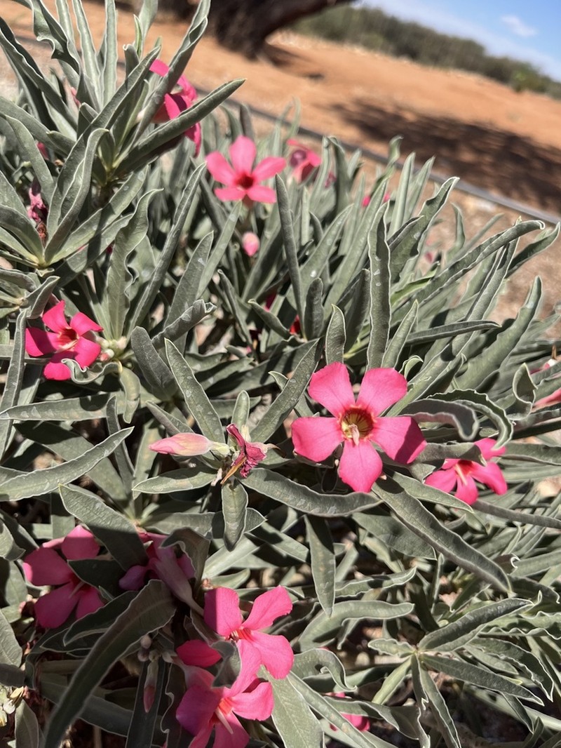 Adenium oleifolium photo 8