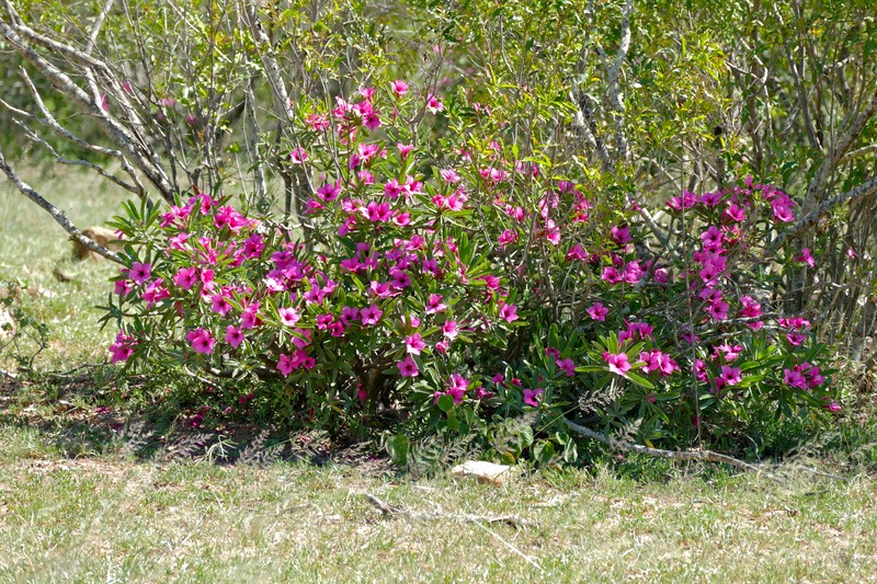 Adenium swazicum