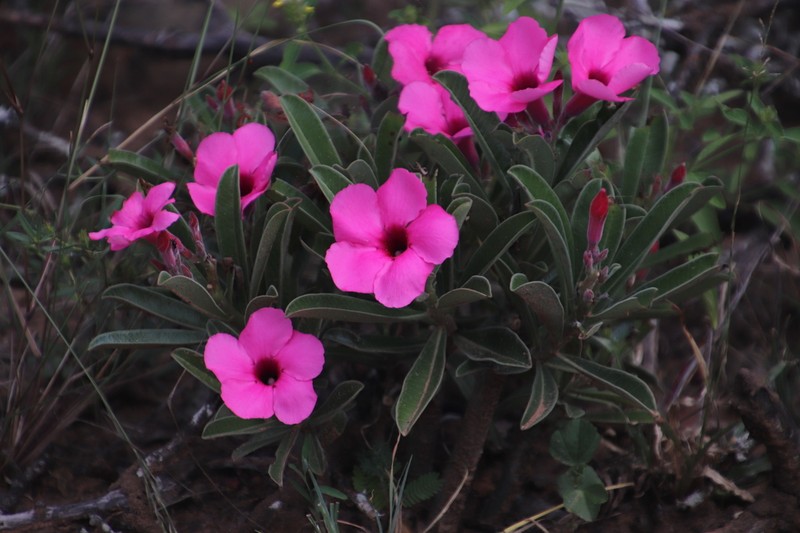 Adenium swazicum photo 2