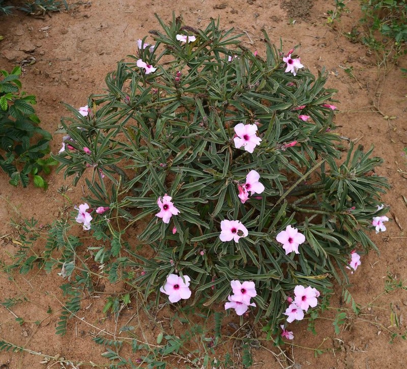 Adenium swazicum photo 3