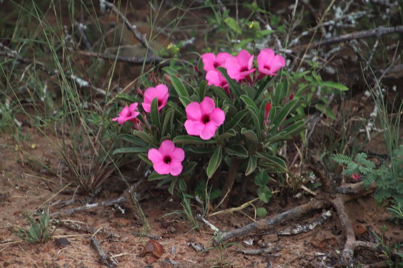 Adenium swazicum photo 4