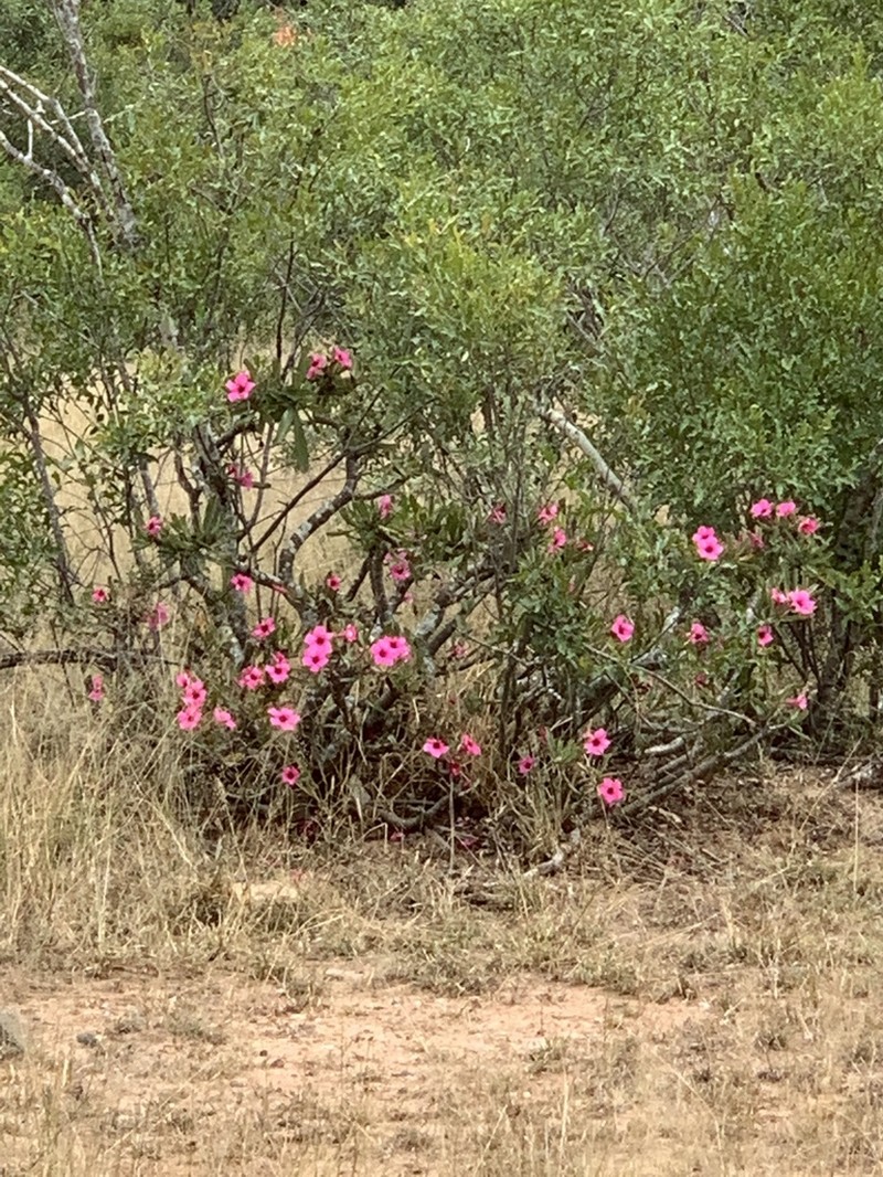 Adenium swazicum photo 5