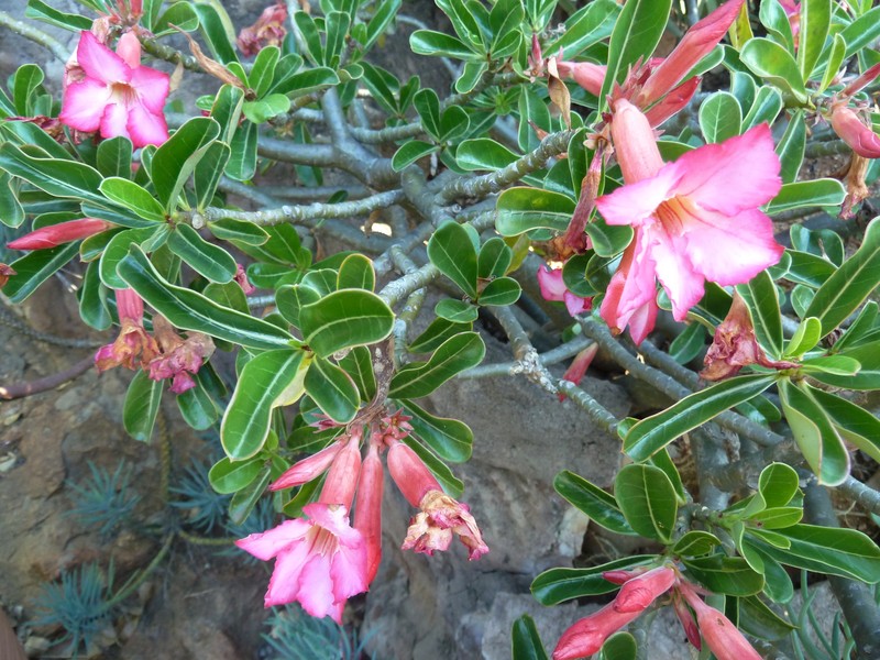 Adenium swazicum photo 6