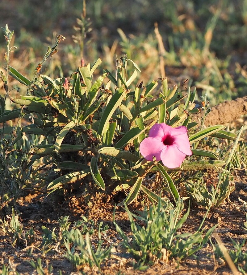 Adenium swazicum photo 7