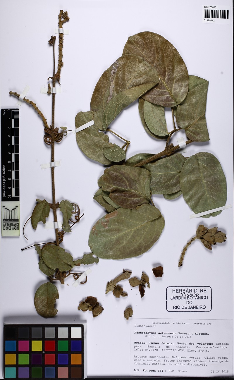 Adenocalymma ackermannii