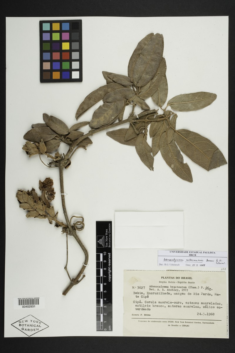 Adenocalymma ackermannii photo 2
