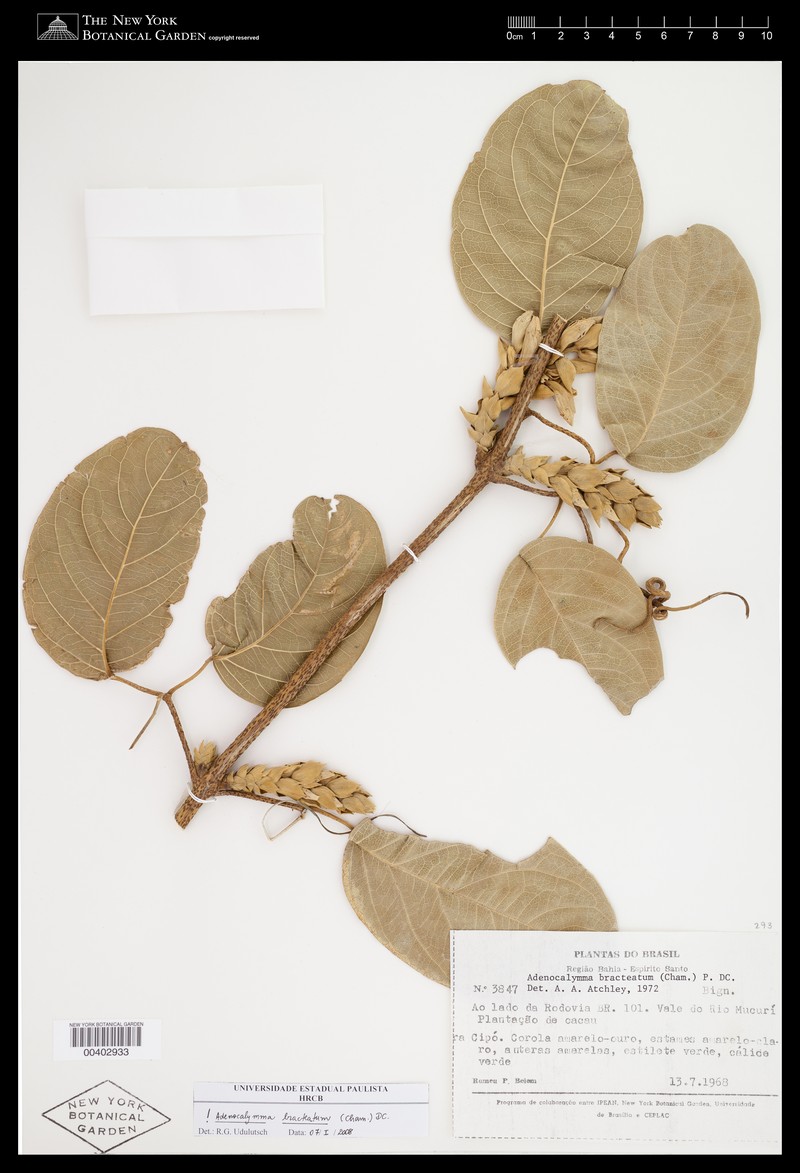 Adenocalymma ackermannii photo 3