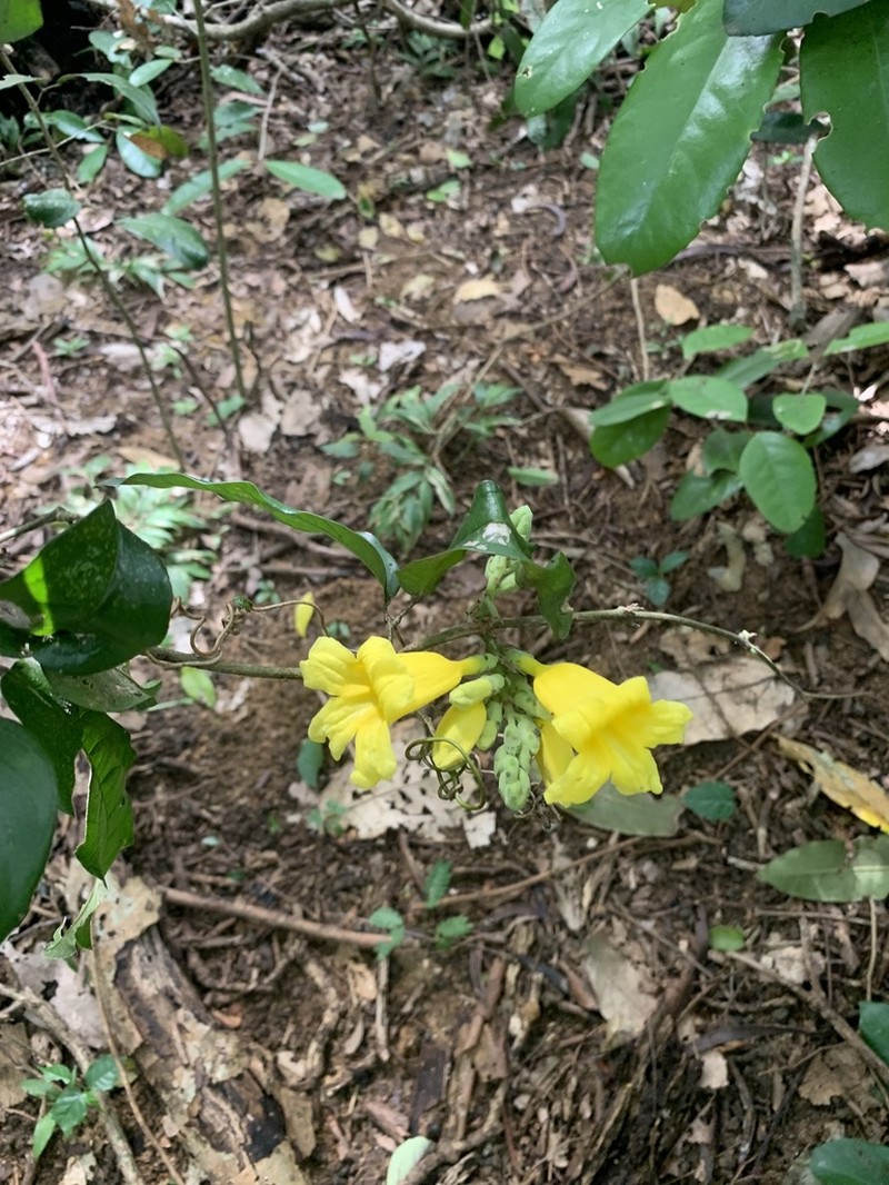 Adenocalymma acutissimum