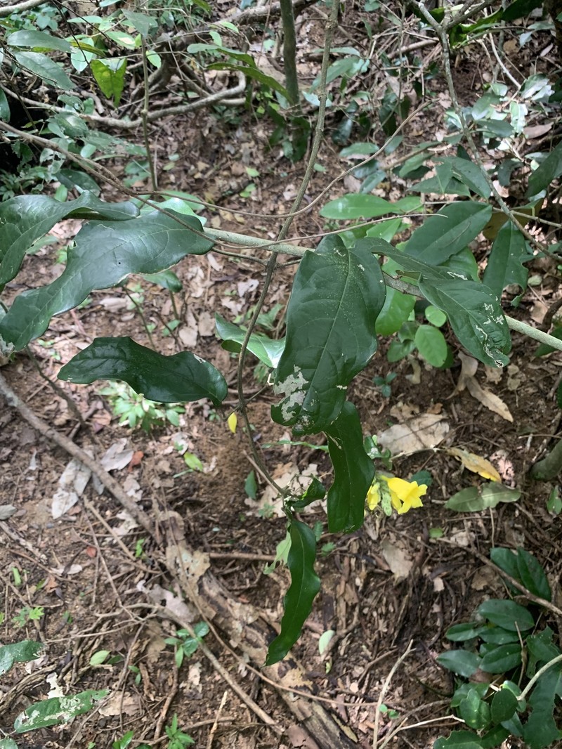 Adenocalymma acutissimum photo 2