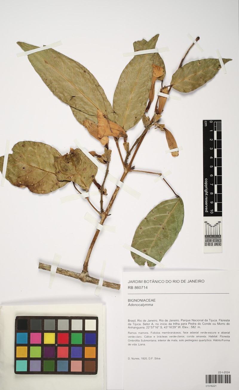 Adenocalymma acutissimum photo 3