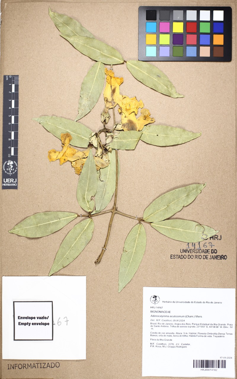 Adenocalymma acutissimum photo 4