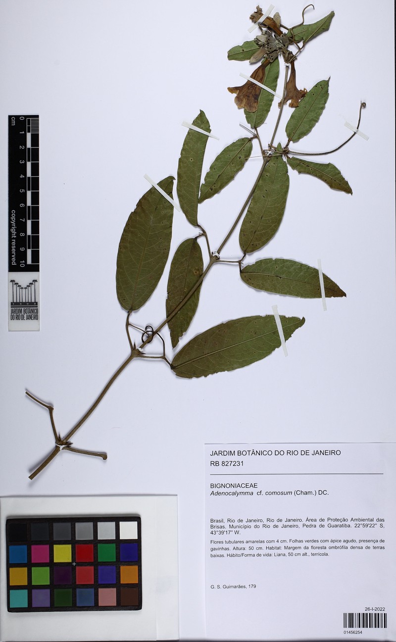 Adenocalymma acutissimum photo 5