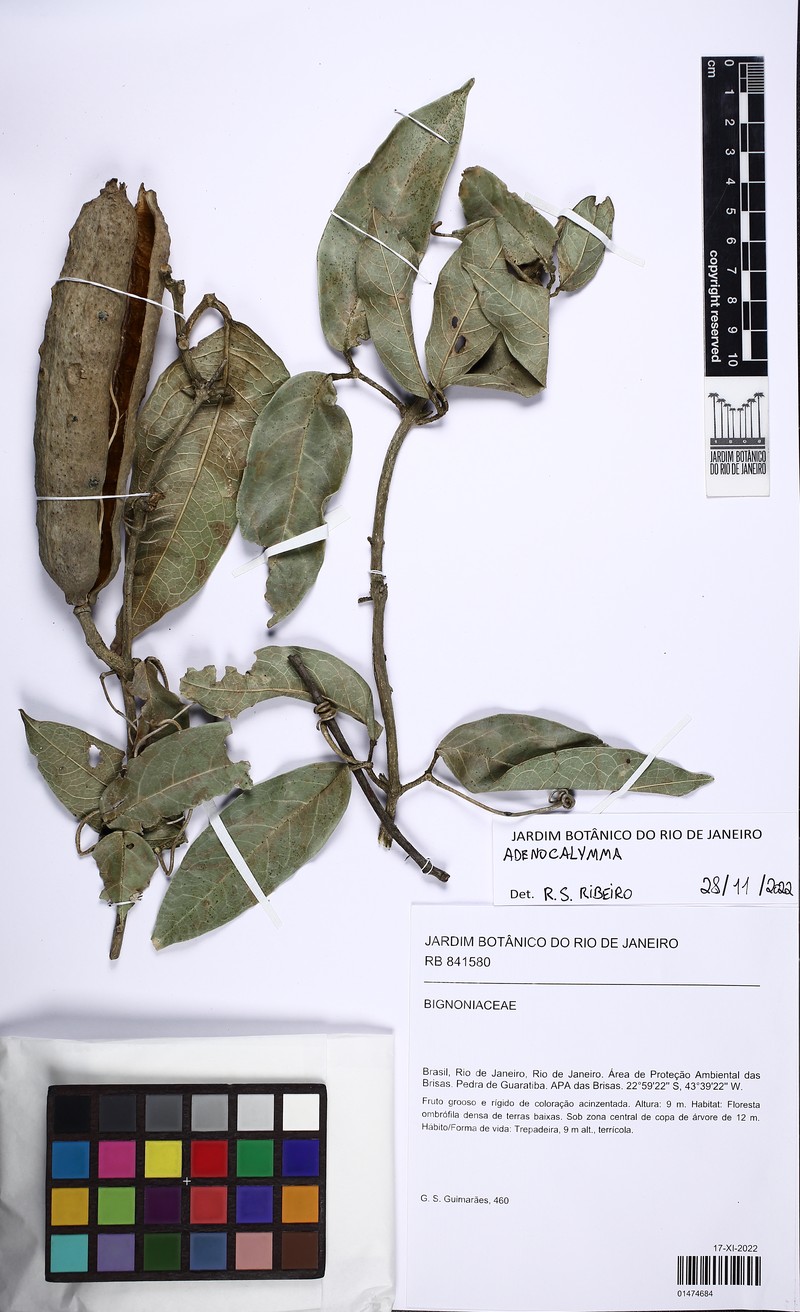 Adenocalymma acutissimum photo 6