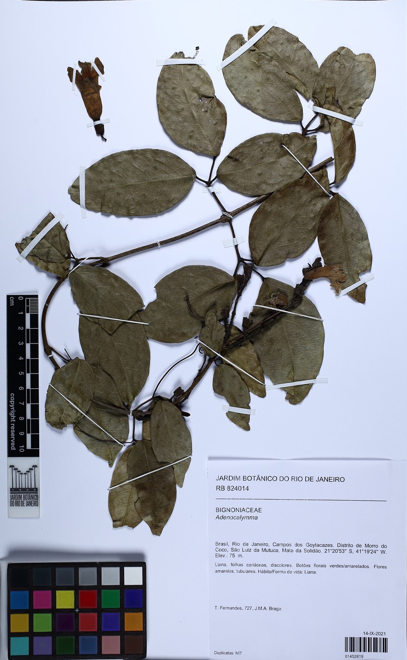 Adenocalymma acutissimum photo 7