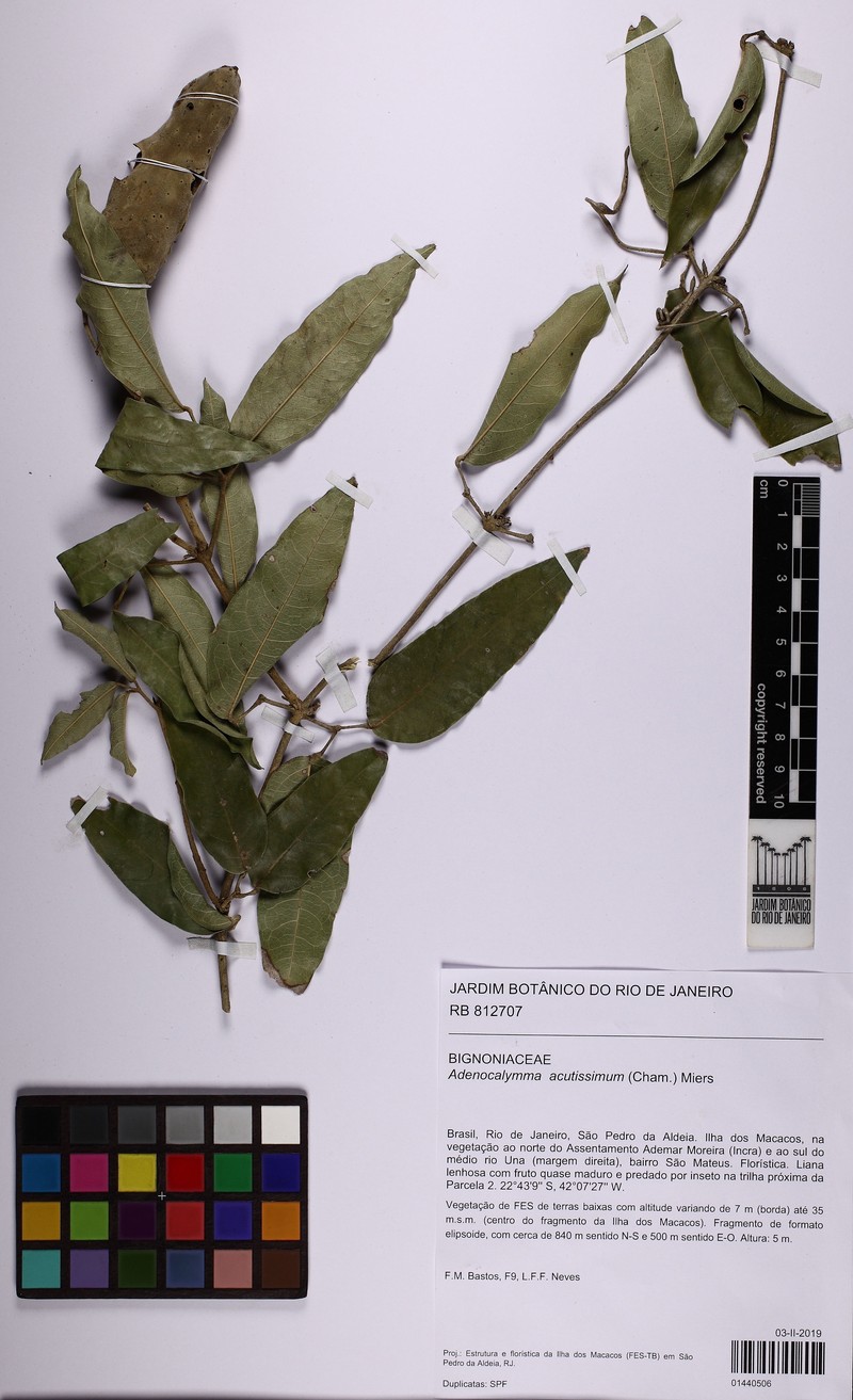 Adenocalymma acutissimum photo 8