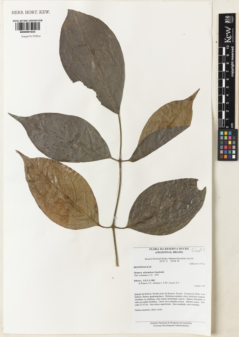 Adenocalymma adenophorum