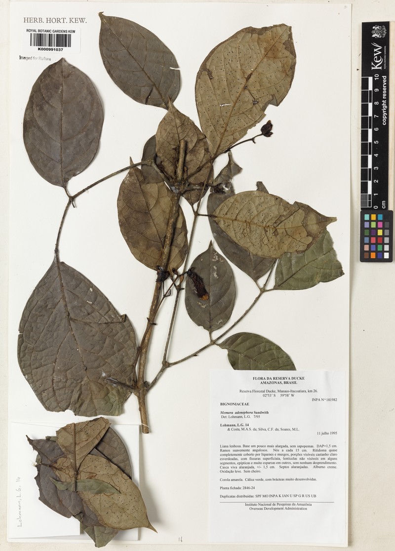 Adenocalymma adenophorum photo 2