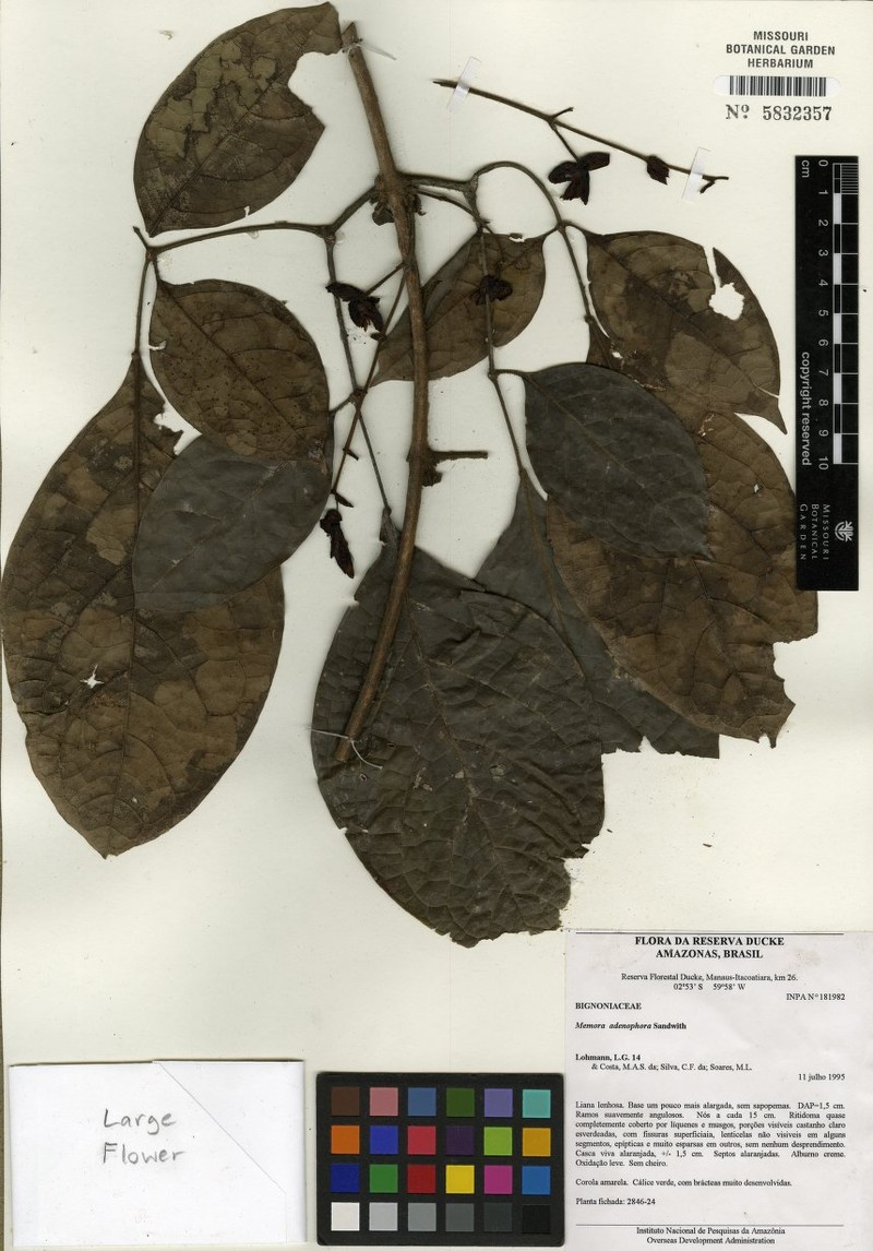 Adenocalymma adenophorum photo 3