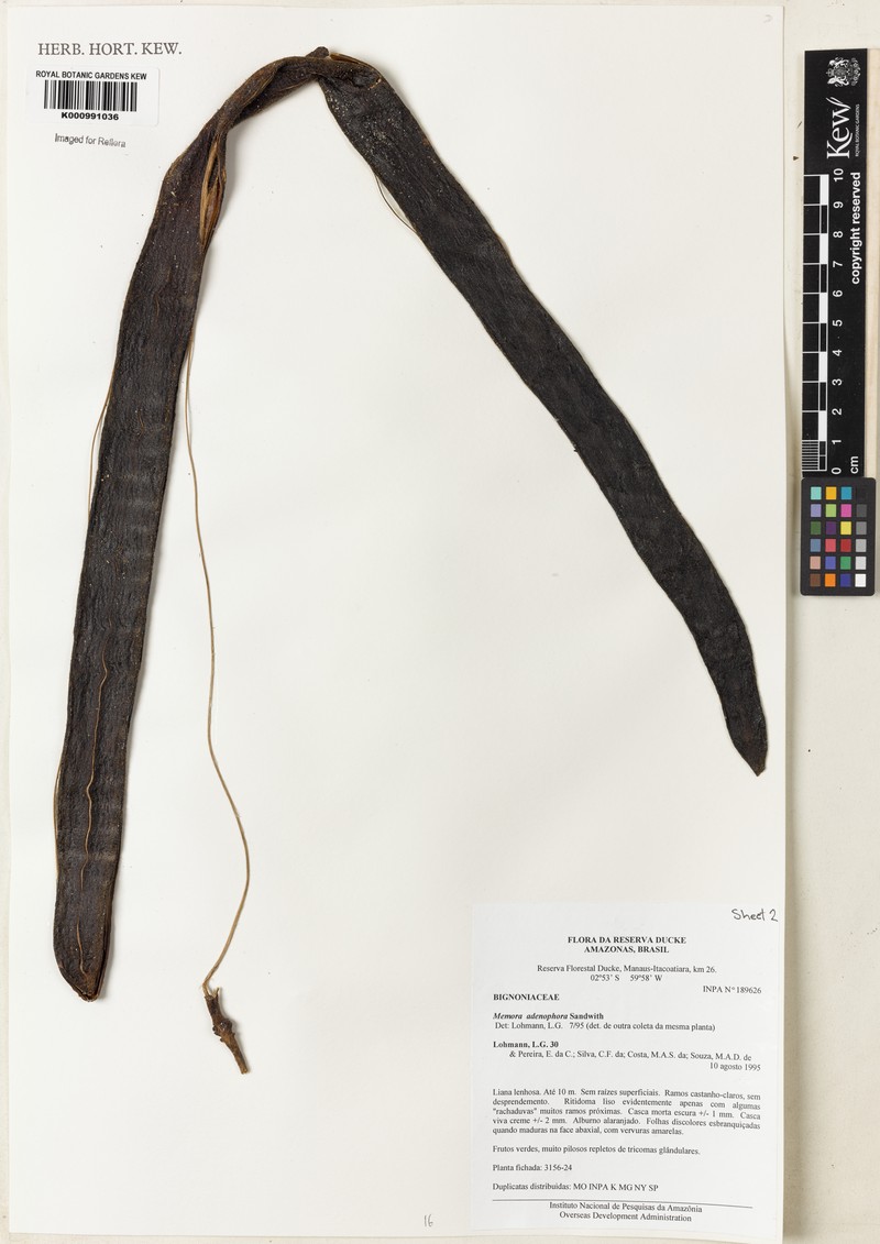 Adenocalymma adenophorum photo 4