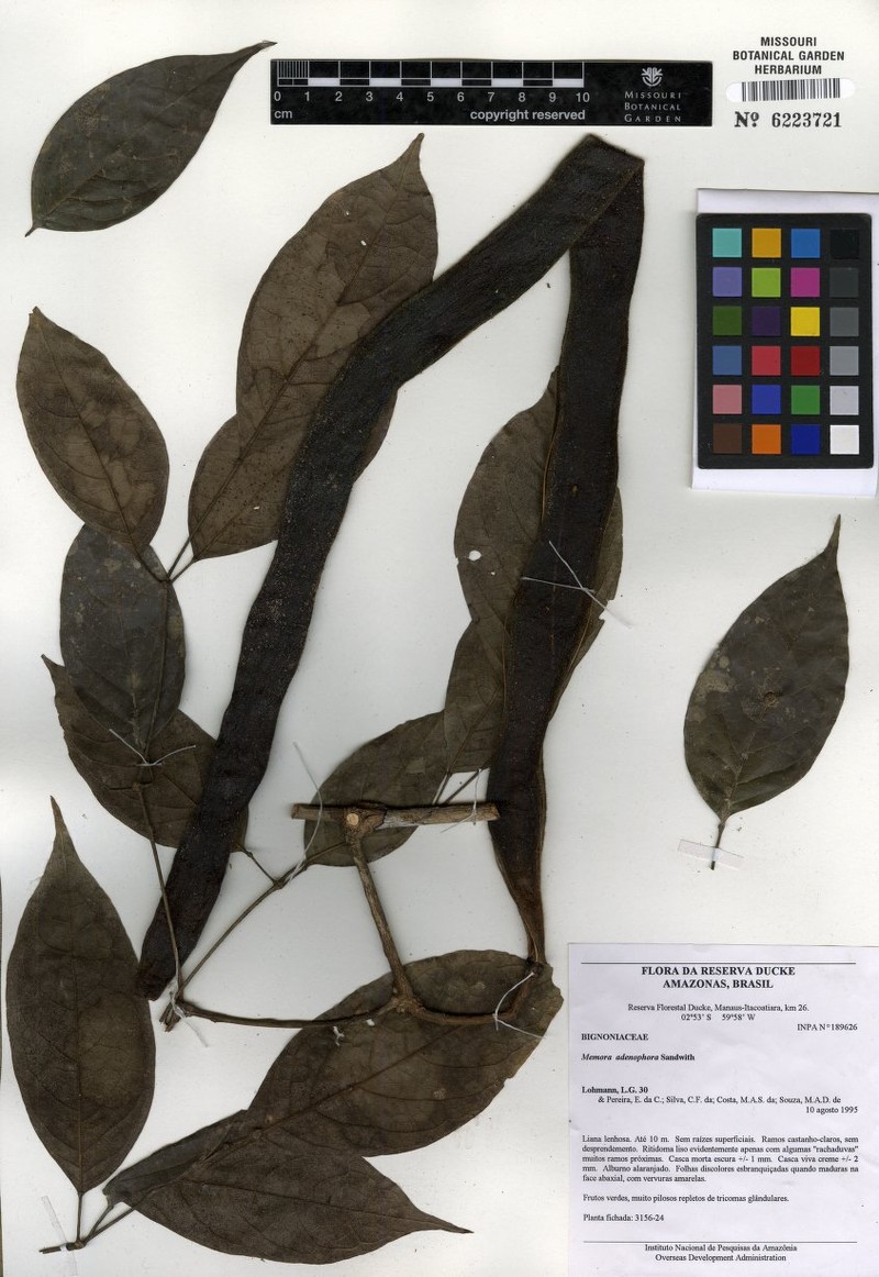 Adenocalymma adenophorum photo 5