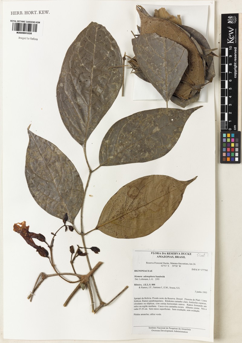 Adenocalymma adenophorum photo 6