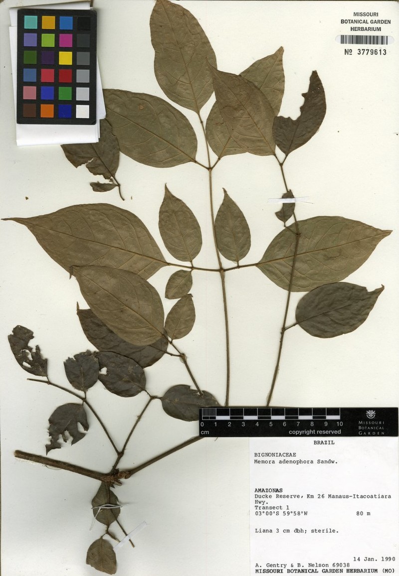 Adenocalymma adenophorum photo 7