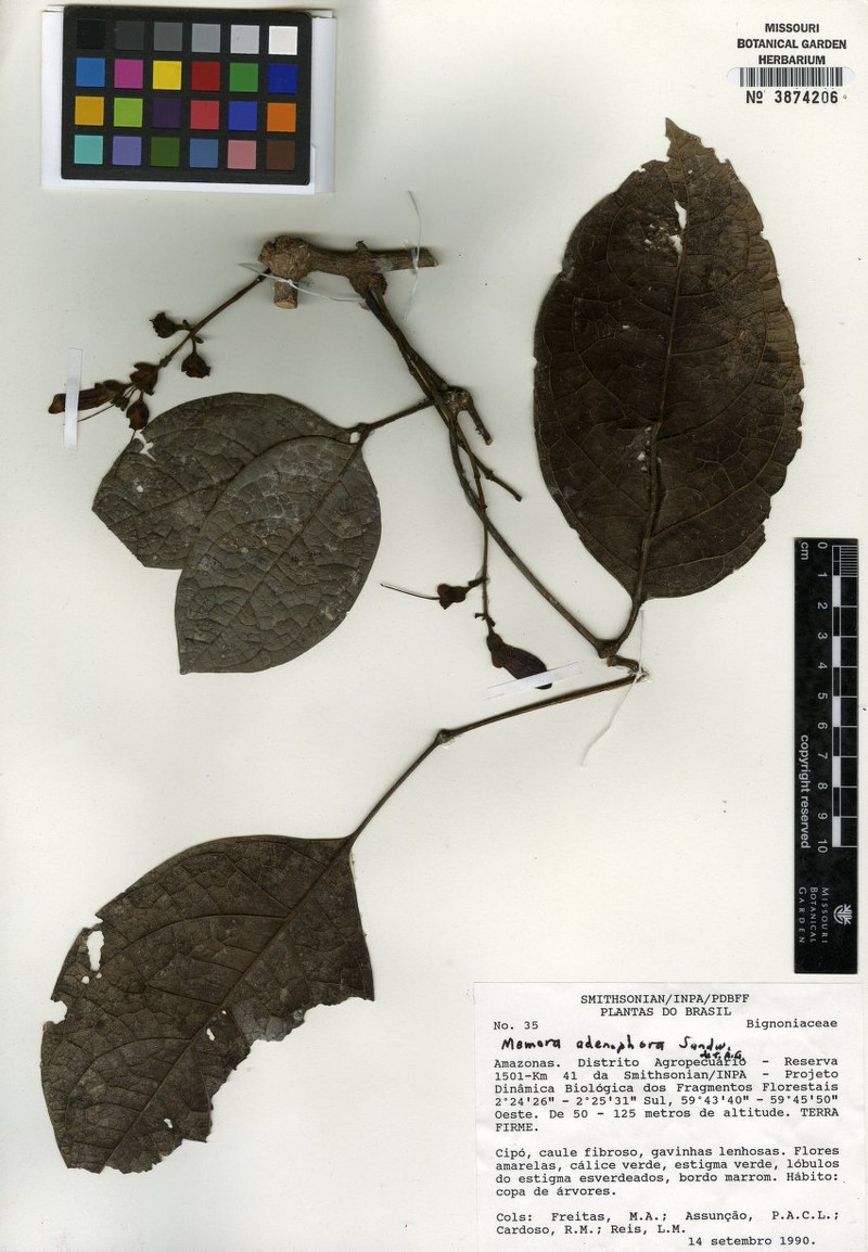 Adenocalymma adenophorum photo 8