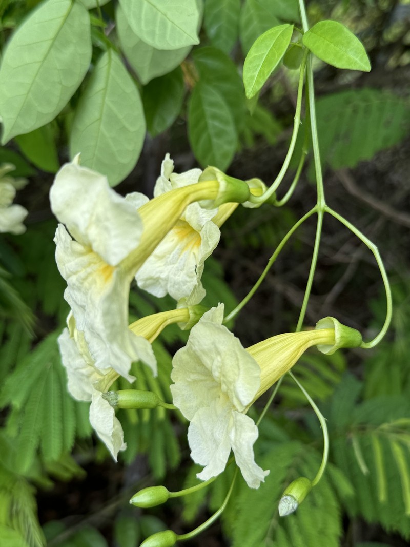 Adenocalymma albiflorum photo 2