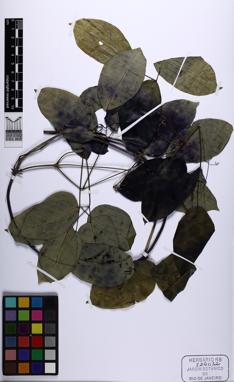 Adenocalymma albiflorum photo 3