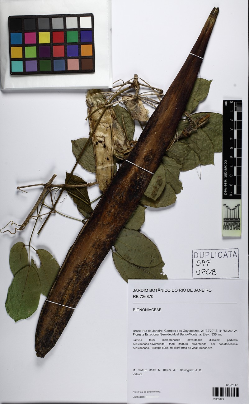 Adenocalymma albiflorum photo 4