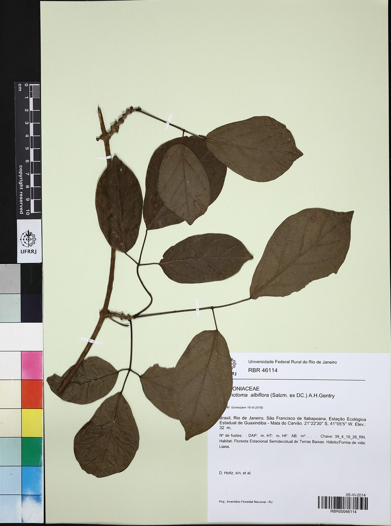 Adenocalymma albiflorum photo 5