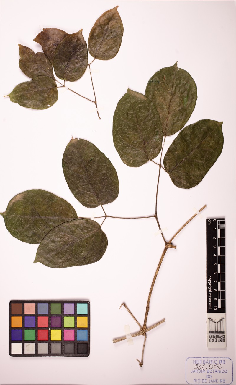 Adenocalymma albiflorum photo 6