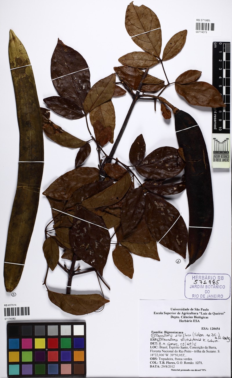 Adenocalymma albiflorum photo 7
